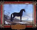 No 7 A dark bay Arab horse of the Spanish Riding School - Baron Reis d' Eisenberg