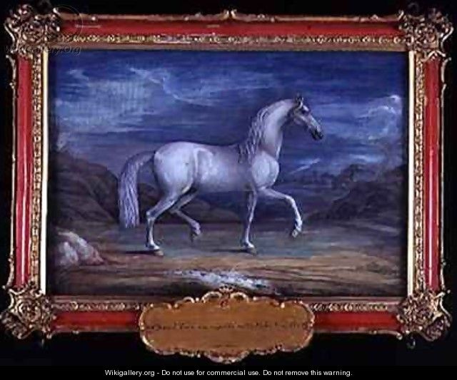 No 6 A Turkish grey horse of the Spanish Riding School - Baron Reis d