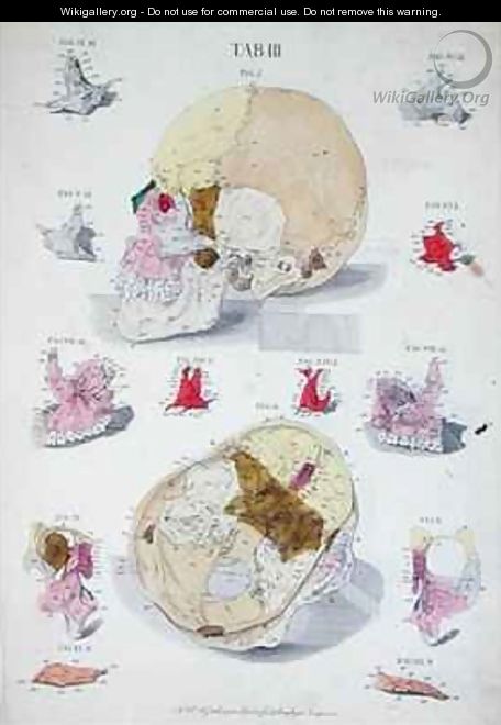 Bones of the skull - (after) Eisenberger, Nikolaus Friedrich