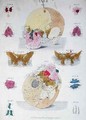 Bones of the skull from Tabulae Osteologicae - (after) Eisenberger, Nikolaus Friedrich