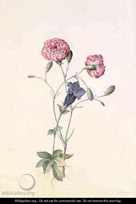 Carnation and Gentian - Georg Dionysius Ehret