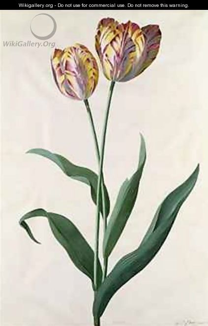 Tulip Tulip - Georg Dionysius Ehret