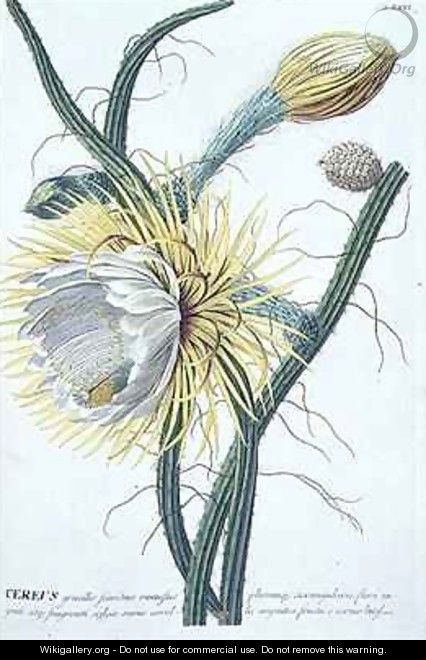 Cereus - (after) Ehret, Georg Dionysius
