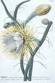 Cereus - (after) Ehret, Georg Dionysius