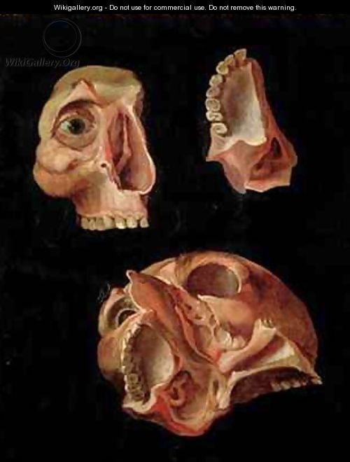 Anatomical drawing showing the bones of the cranium - Hieronymus Fabricius ab Aquapendente
