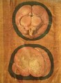 Anatomical drawing of the human brain - Hieronymus Fabricius ab Aquapendente