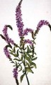 Purple Spiked Willow Herb Epilobium - Amelia Fancourt