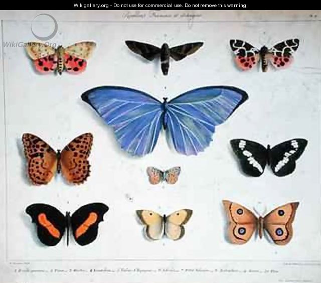 French and foreign butterflies - (after) Feraud, Madame