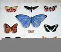 French and foreign butterflies - (after) Feraud, Madame