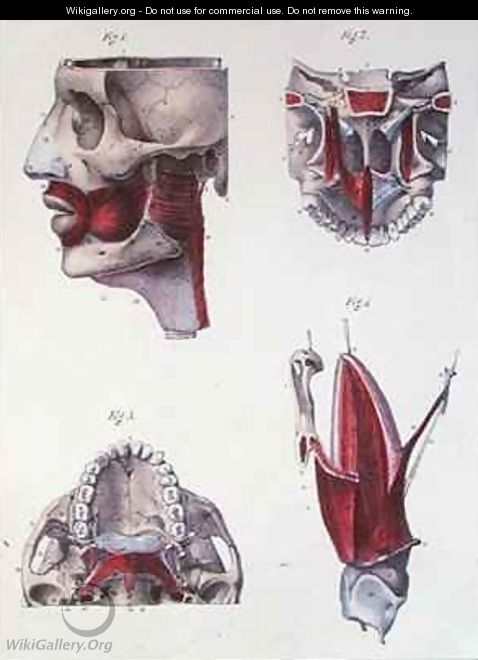 Anatomy of the throat and jaw from Manuel dAnatomie descriptive du Corps Humain - Feillet