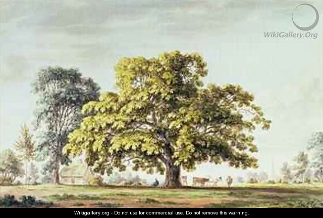 A Walnut Tree at Denton near Grantham - Anthony Devis