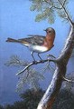 Robin Standing on a Branch - Barbara Regina Dietzsch