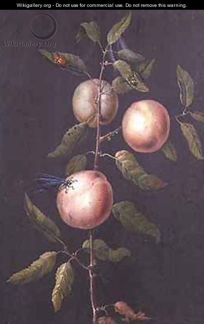 Branch of a Pear Tree - Barbara Regina Dietzsch