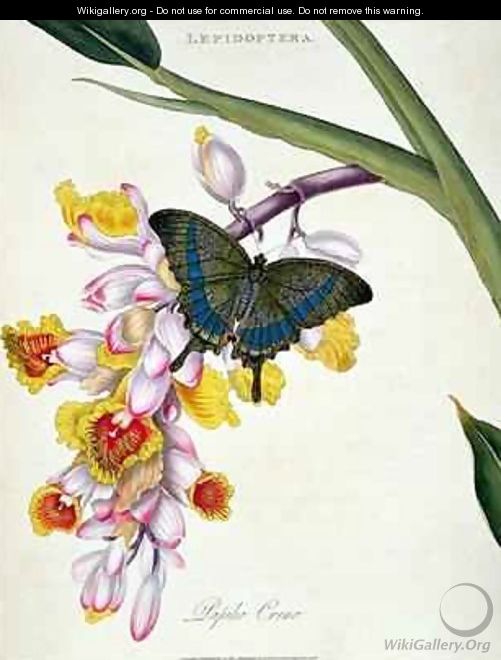 Butterfly Papilo Crino - Edward Donovan