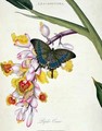 Butterfly Papilo Crino - Edward Donovan