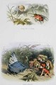 Saying Bo to a Beetle and Teasing a Butterfly - Richard Doyle
