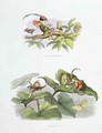 Poor little Birdie teased and Courtship cut short - Richard Doyle