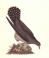 Cuckoo from The History of British Birds - Edward Donovan