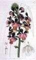 Orchis Lissochilus Roseus - Miss Drake