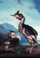 A Pair Great Crested Grebes by a Riverbank - Faustino Durante