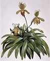 PD 412 1973 Lady Slipper Orchid from Nepal Paphiopedilum insigne - Cornelius B. Durham