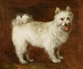 Spitz Dog - Thomas Gainsborough