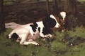 Calves - David Gauld