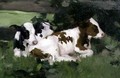 Ayrshire Calves - David Gauld