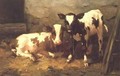 Calves in a Barn - David Gauld