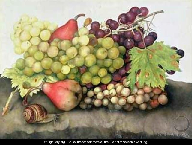 Snail with Grapes and Pears - Giovanna Garzoni