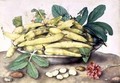 Still Life with Broad Bean Pods - Giovanna Garzoni