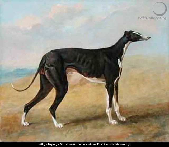 One of George Lane Foxs Winning Greyhounds the Black and White Greyhound Turk also known as Eagle - George Garrard