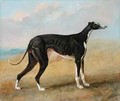 One of George Lane Foxs Winning Greyhounds the Black and White Greyhound Turk also known as Eagle - George Garrard