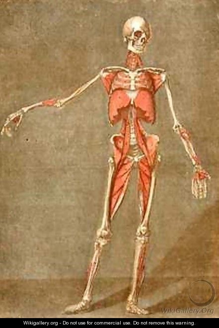 Deep Muscular System of the Front of the Body - Arnauld Eloi Gautier DAgoty