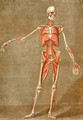 Deep Muscular System of the Front of the Body - Arnauld Eloi Gautier DAgoty