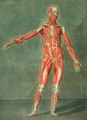 Superficial Muscular System of the Front of the Body - Arnauld Eloi Gautier DAgoty