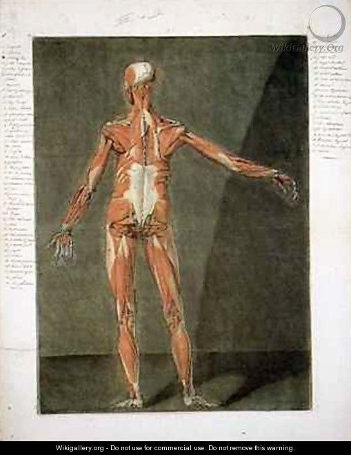 Superficial Muscular System of the Back of the Body 2 - Arnauld Eloi Gautier DAgoty