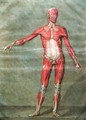 Superficial Muscular System of the Back of the Body - Arnauld Eloi Gautier DAgoty