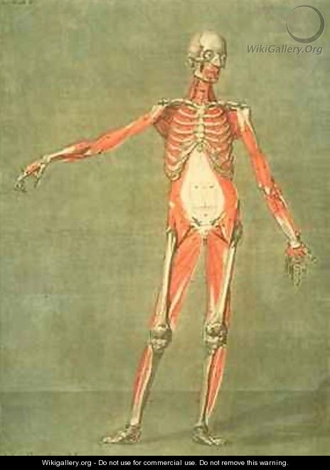 Deeper Muscular System of the Front of the Body - Arnauld Eloi Gautier DAgoty