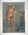 Deeper Muscular System of the Back of the Body - Arnauld Eloi Gautier DAgoty