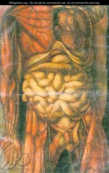 Torso of a man showing the intestines - Jacques - Fabien Gautier - Dagoty