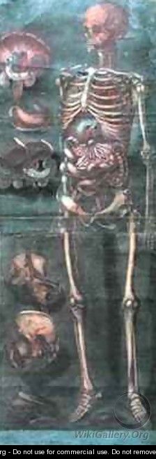 The Skeleton from Exposition Anatomique de la Structure du Corps Humain - Jacques - Fabien Gautier - Dagoty