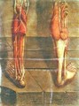 Musculature of the legs 2 - Jacques - Fabien Gautier - Dagoty
