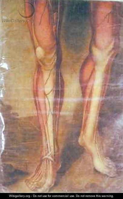 Musculature of the legs - Jacques - Fabien Gautier - Dagoty