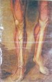 Musculature of the legs - Jacques - Fabien Gautier - Dagoty