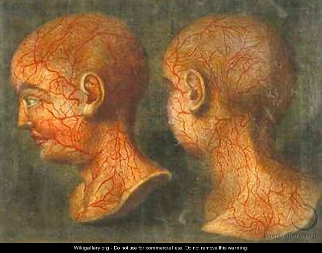 Superficial blood vessels of the head and neck - Jacques - Fabien Gautier - Dagoty