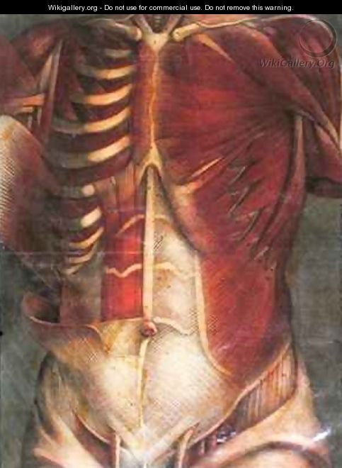 Muscles of the thorax and abdomen - Jacques - Fabien Gautier - Dagoty