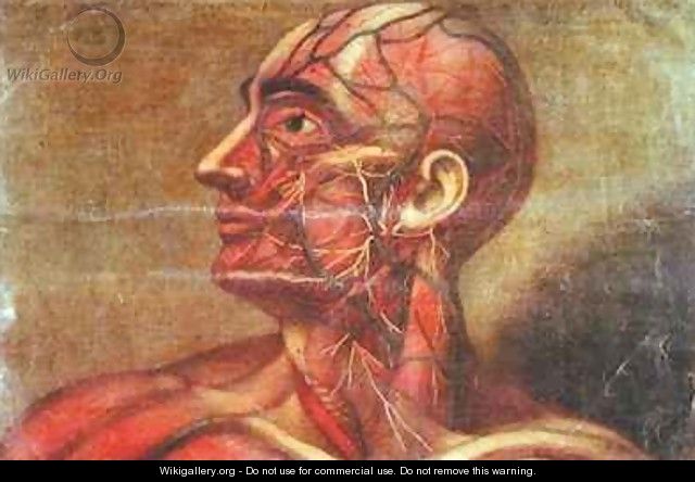 Male head showing arterial system - Jacques - Fabien Gautier - Dagoty