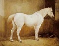 White Horse in a Stable - Geymuller