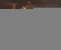 A nautilus cup a paten ewers and a gilt dish on a carpet draped over a ledge - Francesco (Il Maltese) Fieravino